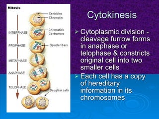 Cytokinesis Cytoplasmic division - cleavage furrow forms in anaphase or telophase & constricts original cell into two smaller cells  Each cell has a copy of hereditary information in its chromosomes  