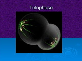 Telophase 