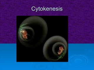 Cytokenesis 