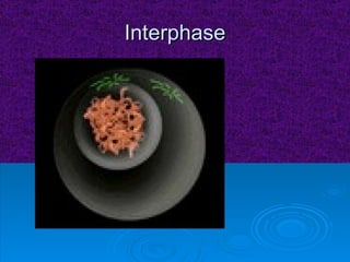 Interphase 