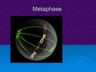 Metaphase  