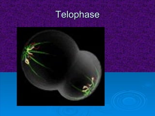 Telophase 