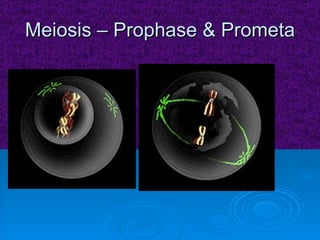 Meiosis – Prophase & Prometa 