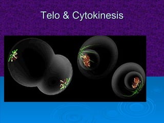 Telo & Cytokinesis 