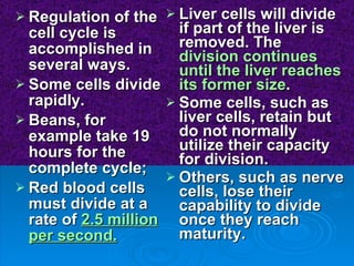 Regulation of the cell cycle is accomplished in several ways.  Some cells divide rapidly. Beans, for example take 19 hours for the complete cycle; Red blood cells must divide at a rate of  2.5 million per second.   Liver cells will divide if part of the liver is removed. The  division continues until the liver reaches its former size . Some cells, such as liver cells, retain but do not normally utilize their capacity for division. Others, such as nerve cells, lose their capability to divide once they reach maturity.  