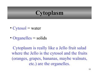 Cytoplasm Cytosol  = water Organelles  = solids Cytoplasm is really like a Jello fruit salad where the Jello is the cytosol and the fruits (oranges, grapes, bananas, maybe walnuts, etc.) are the organelles. 