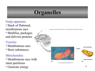 Organelles Golgi apparatus Stack of flattened, membranous sacs Modifies, packages and delivers proteins Vesicles Membranous sacs Store substances  Inner membrane Outer membrane Cristae (a) (b) Copyright © The McGraw-Hill Companies, Inc. Permission required for reproduction or display. a: © Bill Longcore/Photo Researchers, Inc. Mitochondria Membranous sacs with inner partitions Generate energy 