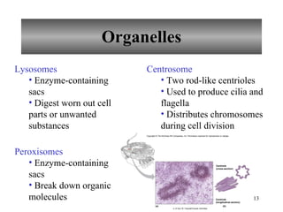 Organelles Lysosomes Enzyme-containing sacs Digest worn out cell parts or unwanted substances Peroxisomes Enzyme-containing sacs Break down organic molecules Centrosome Two rod-like centrioles Used to produce cilia and flagella Distributes chromosomes during cell division (a) (b) Centriole (cross-section) Centriole (longitudinal section) Copyright © The McGraw-Hill Companies, Inc. Permission required for reproduction or display. a: © Don W. Fawcett/Visuals Unlimited 