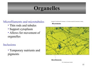 Organelles Microfilaments and microtubules Thin rods and tubules Support cytoplasm Allows for movement of  organelles Inclusions Temporary nutrients and pigments Microtubules Microfilaments Copyright © The McGraw-Hill Companies, Inc. Permission required for reproduction or display. © M. Schliwa/Visuals Unlimited 