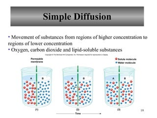 Simple Diffusion Movement of substances from regions of higher concentration to regions of lower concentration Oxygen, carbon dioxide and lipid-soluble substances T ime Solute molecule W ater molecule A B A B (2) (3) Permeable membrane A B (1) Copyright © The McGraw-Hill Companies, Inc. Permission required for reproduction or display. 
