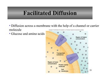 Facilitated Diffusion Diffusion across a membrane with the help of a channel or carrier molecule Glucose and amino acids Region of higher concentration Transported substance Region of lower concentration Protein carrier molecule Cell membrane Copyright © The McGraw-Hill Companies, Inc. Permission required for reproduction or display. 