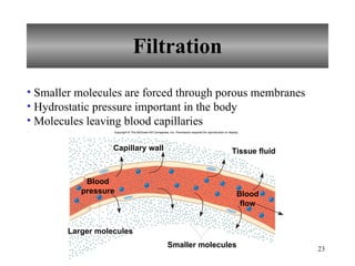 Filtration Smaller molecules are forced through porous membranes Hydrostatic pressure important in the body Molecules leaving blood capillaries Copyright © The McGraw-Hill Companies, Inc. Permission required for reproduction or display. Capillary wall Larger molecules Smaller molecules Blood pressure Blood flow Tissue fluid 