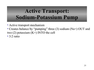 Active Transport: Sodium-Potassium Pump Active transport mechanism Creates balance by “pumping” three (3) sodium (Na+) OUT and two (2) potassium (K+) INTO the cell 3:2 ratio 
