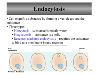 Endocytosis Cell engulfs a substance by forming a vesicle around the substance Three types: Pinocytosis  – substance is mostly water Phagocytosis  – substance is a solid Receptor-mediated endocytosis  – requires the substance to bind to a membrane-bound receptor Nucleus Nucleolus V esicle Cell membrane Copyright © The McGraw-Hill Companies, Inc. Permission required for reproduction or display. 