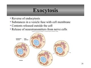 Exocytosis Reverse of endocytosis Substances in a vesicle fuse with cell membrane Contents released outside the cell Release of neurotransmitters from nerve cells Nucleus Endoplasmic reticulum Golgi apparatus Copyright © The McGraw-Hill Companies, Inc. Permission required for reproduction or display. 