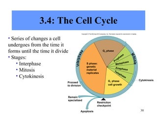 3.4: The Cell Cycle Series of changes a cell undergoes from the time it forms until the time it divide Stages: Interphase Mitosis Cytokinesis Apoptosis G 2  phase Prophase Metaphase Anaphase Telophase Cytokinesis Restriction checkpoint Remain specialized Proceed to division S phase: genetic material replicates G 1  phase cell growth Copyright © The McGraw-Hill Companies, Inc. Permission required for reproduction or display. Mitosis Interphase 
