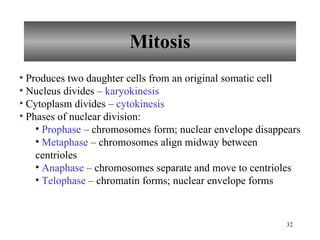Mitosis Produces two daughter cells from an original somatic cell Nucleus divides –  karyokinesis Cytoplasm divides –  cytokinesis  Phases of nuclear division: Prophase  – chromosomes form; nuclear envelope disappears Metaphase  – chromosomes align midway between centrioles Anaphase  – chromosomes separate and move to centrioles Telophase  – chromatin forms; nuclear envelope forms 