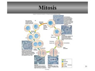 Mitosis Telophase and Cytokinesis Nuclear envelopes begin to reassemble around two daughter nuclei. Chromosomes decondense. Spindle disappears. Division of the cytoplasm into two cells. Anaphase Sister chromatids separate to opposite poles of cell. Events begin which lead to cytokinesis. Metaphase Chromosomes align along equator, or metaphase plate of cell. Prophase Chromosomes condense and become visible. Nuclear envelope and nucleolus disperse. Spindle apparatus forms. Late Interphase Cell has passed the restriction checkpoint and completed DNA replication, as well as replication of centrioles and mitochondria, and synthesis of extra membrane. Early Interphase of daughter cells— a time of normal cell growth and function. Cleavage furrow Nuclear envelopes Nuclear envelope Chromatin fibers Chromosomes Spindle fiber Centromere Aster Centrioles Late prophase Sister chromatids Microtubules Mitosis Cytokinesis S phase G 1  phase Interphase Restriction checkpoint (a) (b) (c) (d) (e) Copyright © The McGraw-Hill Companies, Inc. Permission required for reproduction or display. © Ed Reschke  G 2  phase 