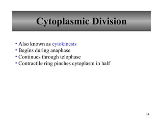 Cytoplasmic Division Also known as  cytokinesis   Begins during anaphase Continues through telophase Contractile ring pinches cytoplasm in half 