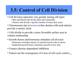 3.5: Control of Cell Division Cell division capacities vary greatly among cell types Skin and blood cells divide often and continually Neuron cells divide a specific number of times then cease Chromosome tips ( telomeres ) that shorten with each mitosis provide a mitotic clock Cells divide to provide a more favorable surface area to volume relationship Growth factors and hormones stimulate cell division Hormones stimulate mitosis of smooth muscle cells in uterus Epidermal growth factor stimulates growth of new skin Tumors are the consequence of a loss of cell cycle control Contact (density dependent) inhibition 