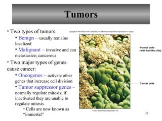 Tumors Two types of tumors: Benign  –  usually remains localized Malignant  –  invasive and can metastasize; cancerous Two major types of genes cause cancer: Oncogenes  –  activate other genes that increase cell division Tumor suppressor genes   – normally regulate mitosis; if inactivated they are unable to regulate mitosis Cells are now known as “immortal” Normal cells (with hairlike cilia) Cancer cells Copyright © The McGraw-Hill Companies, Inc. Permission required for reproduction or display. © Tony Brain/Photo Researchers, Inc.;  