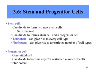 3.6: Stem and Progenitor Cells Stem cell : Can divide to form two new stem cells Self-renewal Can divide to form a stem cell and a progenitor cell Totipotent  – can give rise to every cell type Pluripotent  – can give rise to a restricted number of cell types  Progenitor cell : Committed cell Can divide to become any of a restricted number of cells  Pluripotent 
