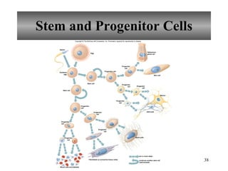 Stem and Progenitor Cells one or more steps Sperm Egg Fertilized egg Stem cell Stem cell Progenitor cell Progenitor cell Progenitor cell Blood cells and platelets Fibroblasts (a connective tissue cells) Bone cells Progenitor cell Astrocyte Neuron Skin cell Sebaceous gland cell produces another stem cell (self-renewal) Progenitor cell Progenitor cell Progenitor cell Progenitor cell Progenitor cell Progenitor cell Copyright © The McGraw-Hill Companies, Inc. Permission required for reproduction or display. 
