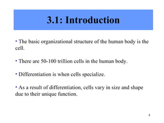 3.1: Introduction The basic organizational structure of the human body is the cell. There are 50-100 trillion cells in the human body. Differentiation is when cells specialize. As a result of differentiation, cells vary in size and shape due to their unique function. 