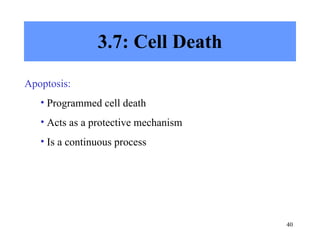 3.7: Cell Death Apoptosis: Programmed cell death Acts as a protective mechanism Is a continuous process 