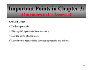 Important Points in Chapter 3: Outcomes to be Assessed 3.7: Cell Death Define apoptosis. Distinguish apoptosis from necrosis. List the steps of apoptosis. Describe the relationship between apoptosis and mitosis. 