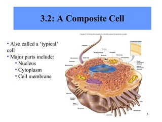 3.2: A Composite Cell Also called a ‘typical’  cell Major parts include: Nucleus Cytoplasm Cell membrane Microtubules Flagellum Nuclear envelope Basal body Chromatin Ribosomes Cell membrane Mitochondrion Cilia Microtubules Microtubule Centrioles Microvilli L ysosomes Nucleolus Nucleus Phospholipid bilayer Smooth Endoplasmic reticulum Rough Endoplasmic reticulum Copyright © The McGraw-Hill Companies, Inc. Permission required for reproduction or display. Golgi apparatus Secretory vesicles 