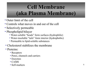 Cell Membrane (aka Plasma Membrane) Outer limit of the cell Controls what moves in and out of the cell Selectively permeable Phospholipid bilayer  Water-soluble “heads” form surfaces (hydrophilic) Water-insoluble “tails” form interior (hydrophobic) Permeable to lipid-soluble substances Cholesterol stabilizes the membrane Proteins: Receptors Pores, channels and carriers Enzymes CAMS Self-markers 