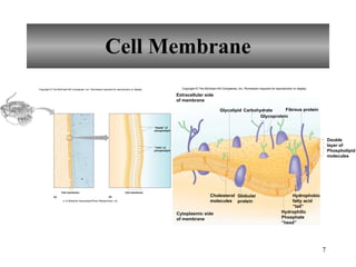Cell Membrane (a)  “ Heads” of phospholipid “ Tails” of phospholipid Copyright © The McGraw-Hill Companies, Inc. Permission required for reproduction or display. a: © Biophoto Associates/Photo Researchers, Inc. Fibrous protein Carbohydrate Glycolipid Glycoprotein Extracellular side of membrane Cytoplasmic side of membrane Cholesterol molecules Globular protein Double layer of Phospholipid molecules Hydrophobic fatty acid “ tail” Hydrophilic Phosphate “ head” Copyright © The McGraw-Hill Companies, Inc. Permission required for reproduction or display. Cell membrane Cell membrane (b) 
