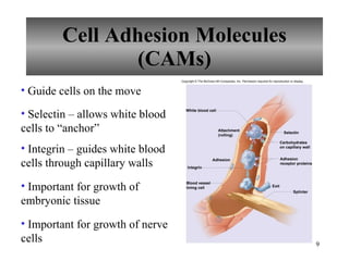 Cell Adhesion Molecules (CAMs) Guide cells on the move Selectin – allows white blood cells to “anchor” Integrin – guides white blood cells through capillary walls Important for growth of embryonic tissue Important for growth of nerve cells Adhesion White blood cell Integrin Selectin Exit Splinter Attachment (rolling) Blood vessel lining cell Carbohydrates on capillary wall Adhesion receptor proteins Copyright © The McGraw-Hill Companies, Inc. Permission required for reproduction or display. 