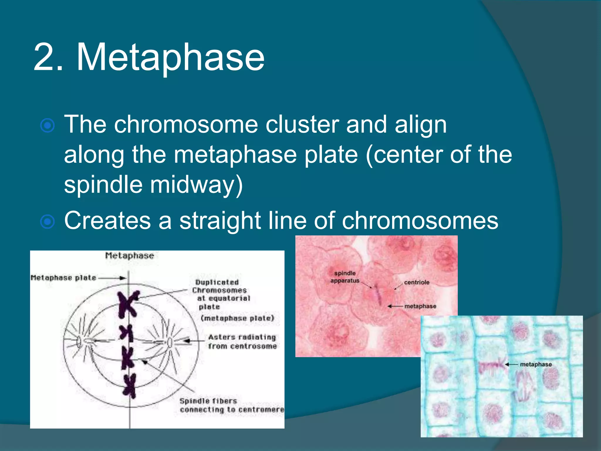 2. Metaphase
 The chromosome cluster and align
along the metaphase plate (center of the
spindle midway)
 Creates a straight line of chromosomes
 