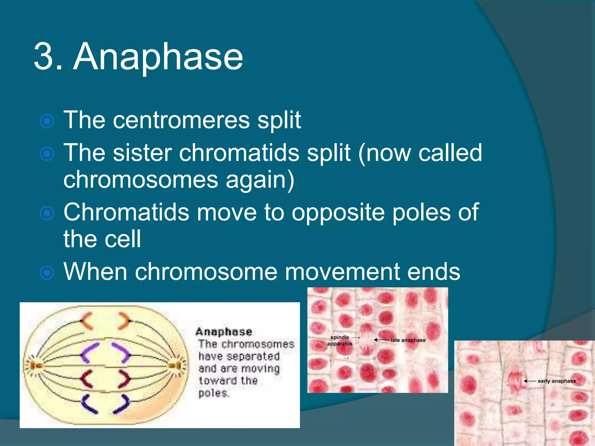3. Anaphase
 The centromeres split
 The sister chromatids split (now called
chromosomes again)
 Chromatids move to opposite poles of
the cell
 When chromosome movement ends
 