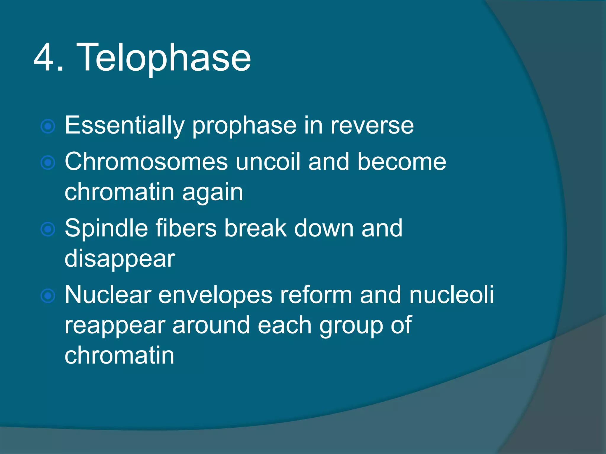 4. Telophase
 Essentially prophase in reverse
 Chromosomes uncoil and become
chromatin again
 Spindle fibers break down and
disappear
 Nuclear envelopes reform and nucleoli
reappear around each group of
chromatin
 