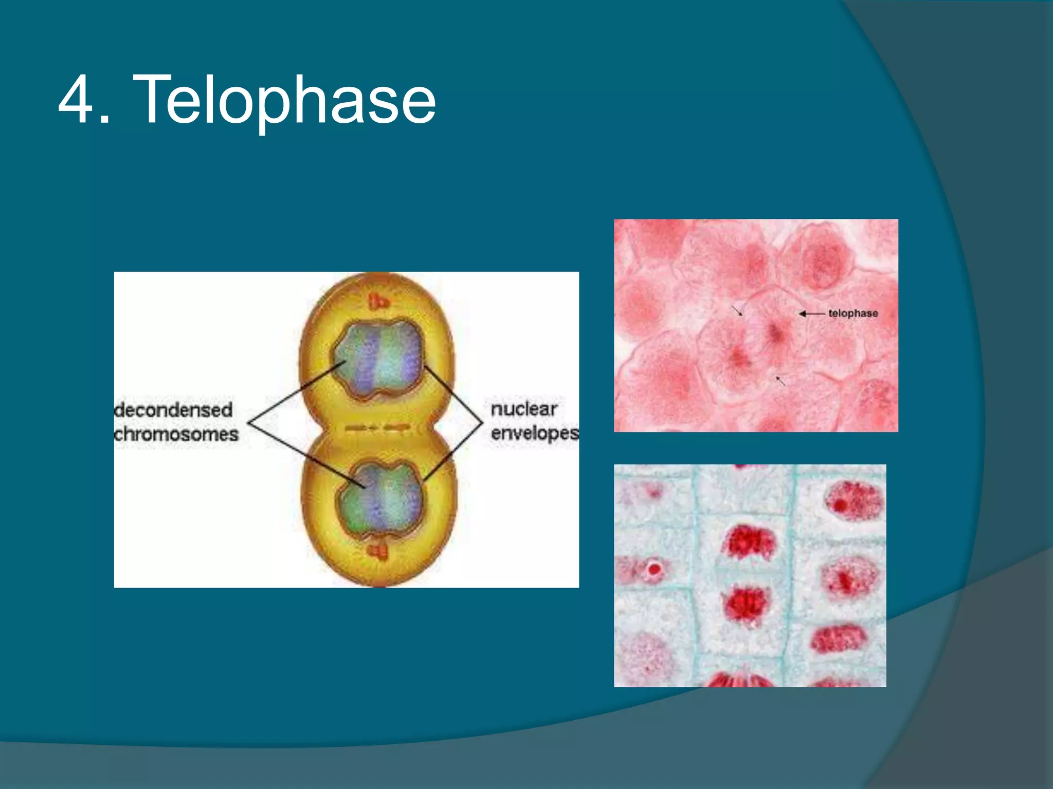4. Telophase
 