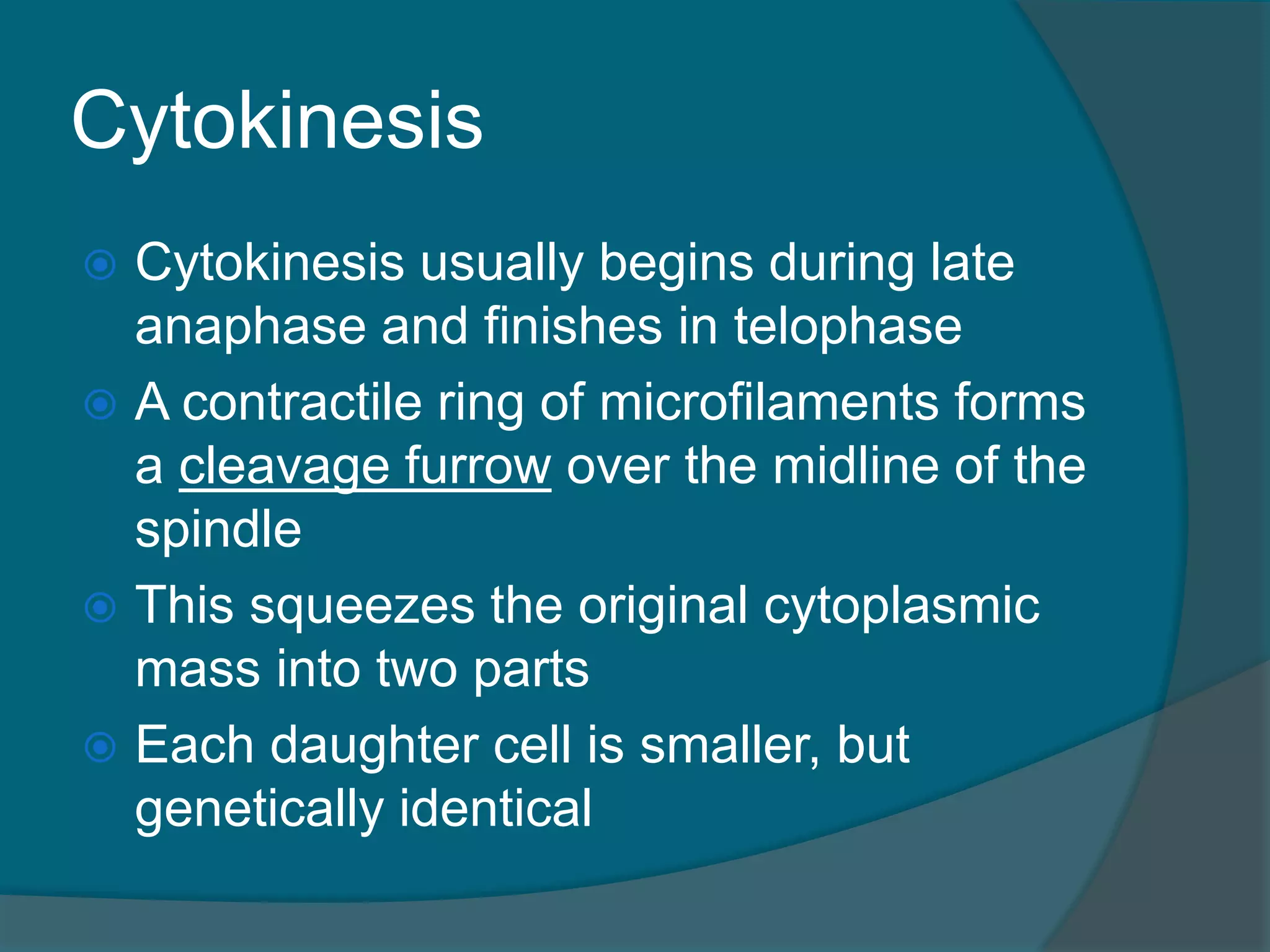 Cytokinesis
 Cytokinesis usually begins during late
anaphase and finishes in telophase
 A contractile ring of microfilaments forms
a cleavage furrow over the midline of the
spindle
 This squeezes the original cytoplasmic
mass into two parts
 Each daughter cell is smaller, but
genetically identical
 