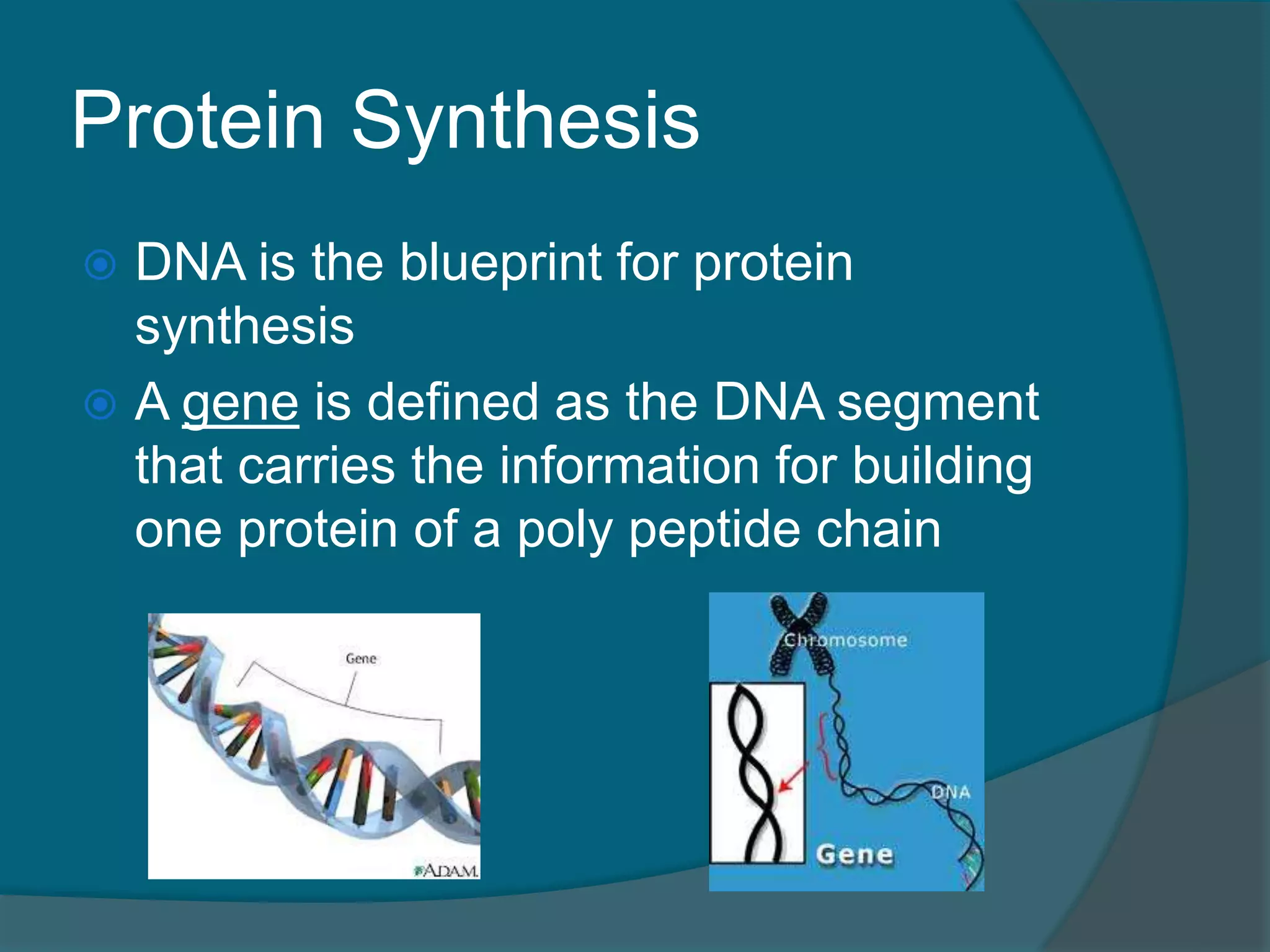 Protein Synthesis
 DNA is the blueprint for protein
synthesis
 A gene is defined as the DNA segment
that carries the information for building
one protein of a poly peptide chain
 