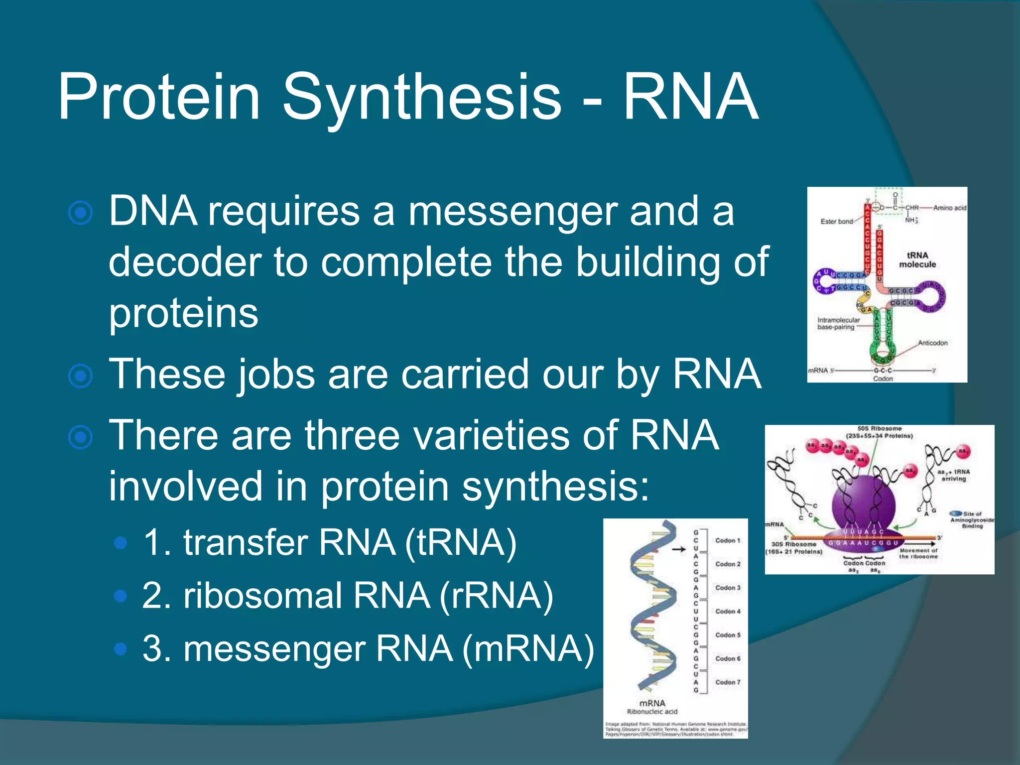 Protein Synthesis - RNA
 DNA requires a messenger and a
decoder to complete the building of
proteins
 These jobs are carried our by RNA
 There are three varieties of RNA
involved in protein synthesis:
 1. transfer RNA (tRNA)
 2. ribosomal RNA (rRNA)
 3. messenger RNA (mRNA)
 