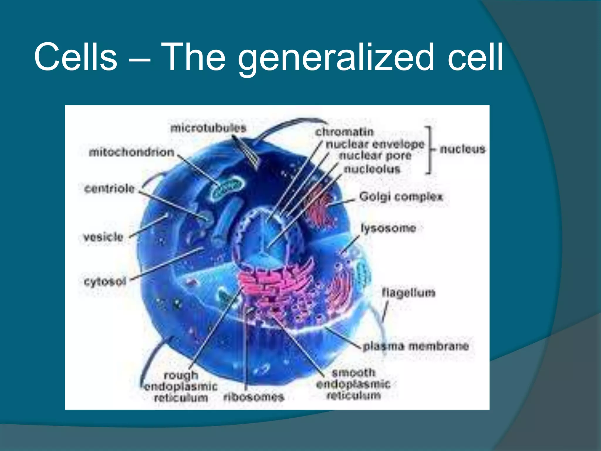 Cells – The generalized cell
 
