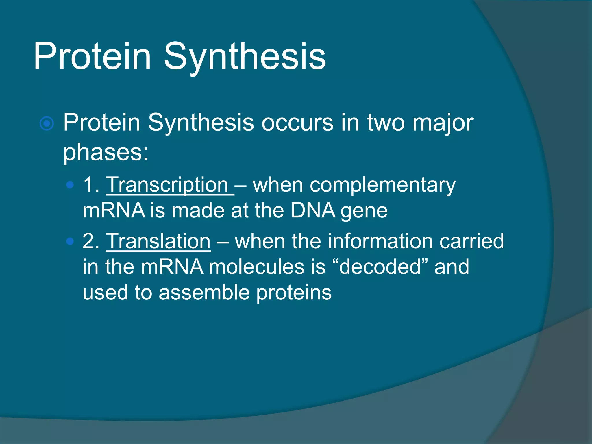 Protein Synthesis
 Protein Synthesis occurs in two major
phases:
 1. Transcription – when complementary
mRNA is made at the DNA gene
 2. Translation – when the information carried
in the mRNA molecules is “decoded” and
used to assemble proteins
 