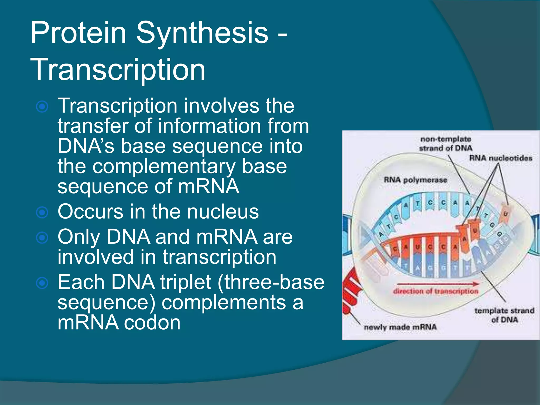 Protein Synthesis -
Transcription
 Transcription involves the
transfer of information from
DNA’s base sequence into
the complementary base
sequence of mRNA
 Occurs in the nucleus
 Only DNA and mRNA are
involved in transcription
 Each DNA triplet (three-base
sequence) complements a
mRNA codon
 