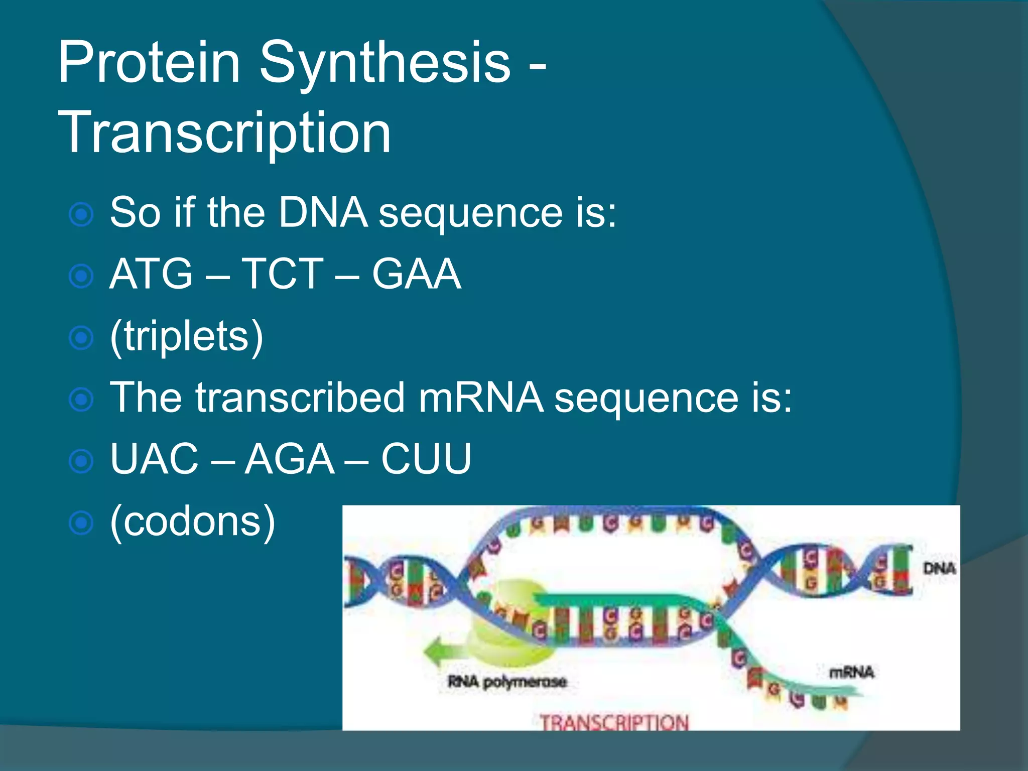 Protein Synthesis -
Transcription
 So if the DNA sequence is:
 ATG – TCT – GAA
 (triplets)
 The transcribed mRNA sequence is:
 UAC – AGA – CUU
 (codons)
 