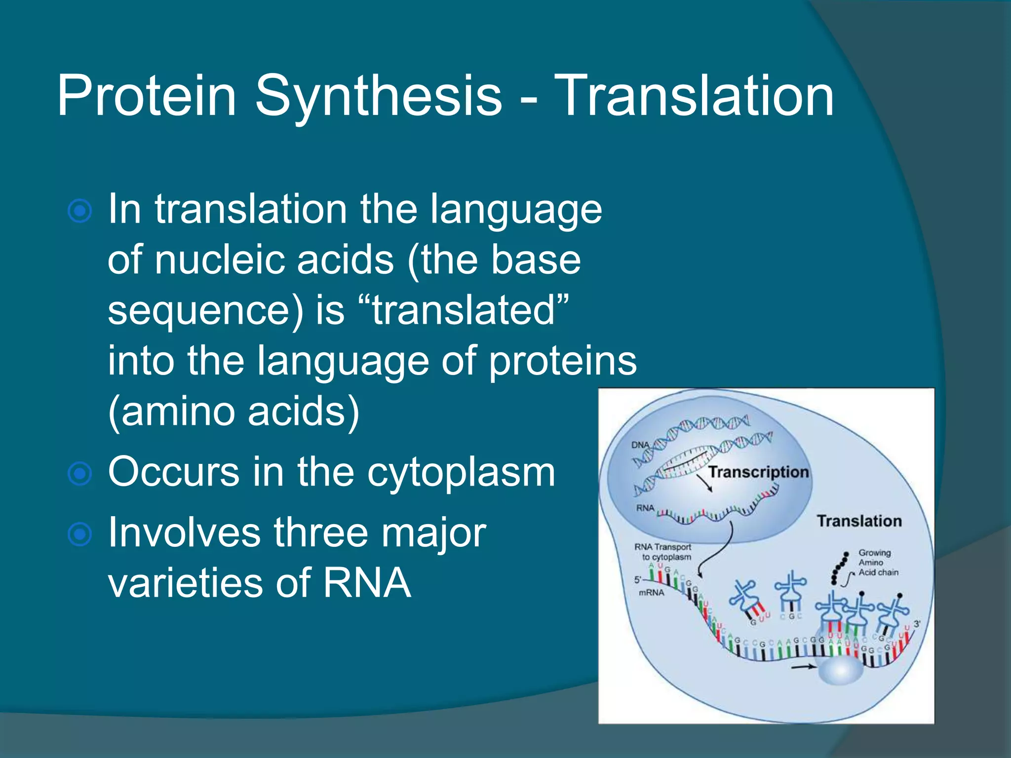 Protein Synthesis - Translation
 In translation the language
of nucleic acids (the base
sequence) is “translated”
into the language of proteins
(amino acids)
 Occurs in the cytoplasm
 Involves three major
varieties of RNA
 