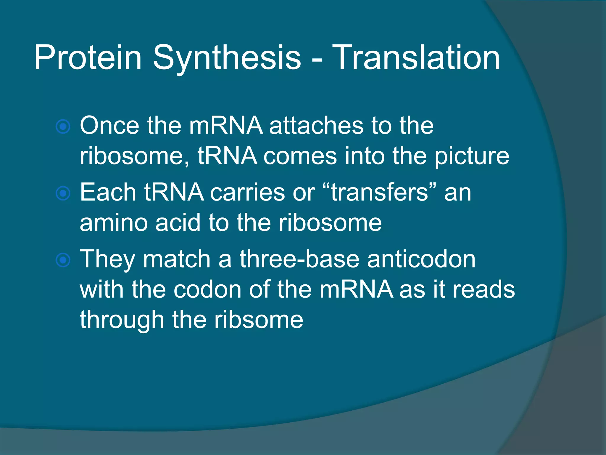 Protein Synthesis - Translation
 Once the mRNA attaches to the
ribosome, tRNA comes into the picture
 Each tRNA carries or “transfers” an
amino acid to the ribosome
 They match a three-base anticodon
with the codon of the mRNA as it reads
through the ribsome
 
