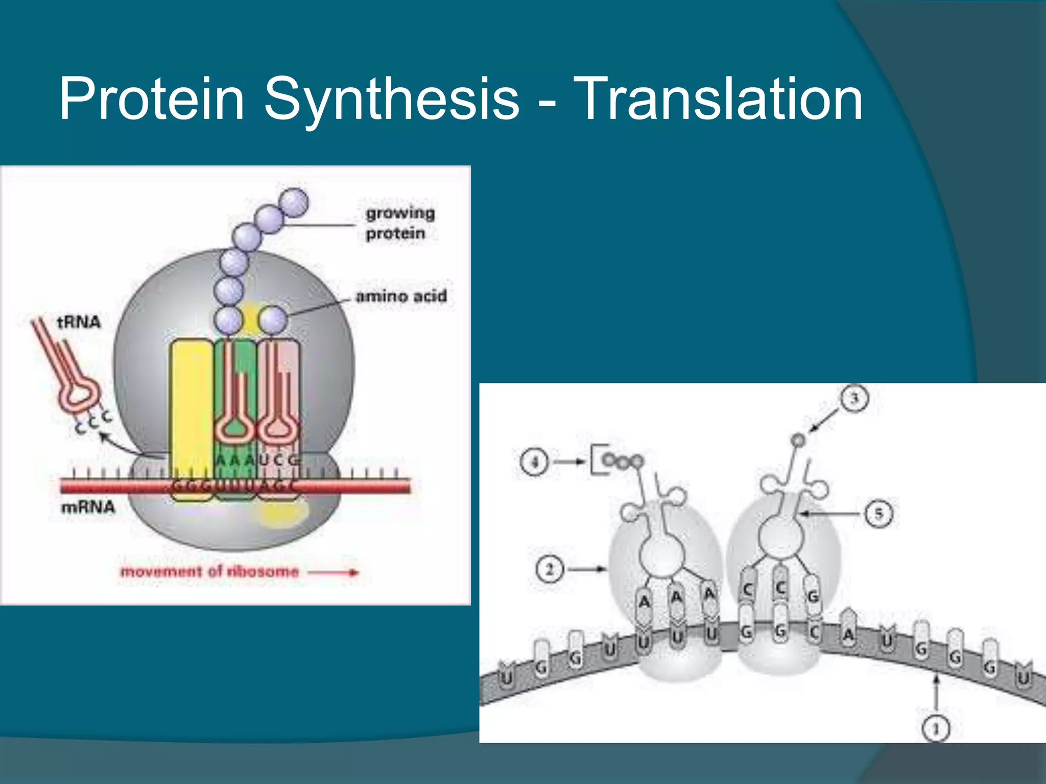 Protein Synthesis - Translation
 