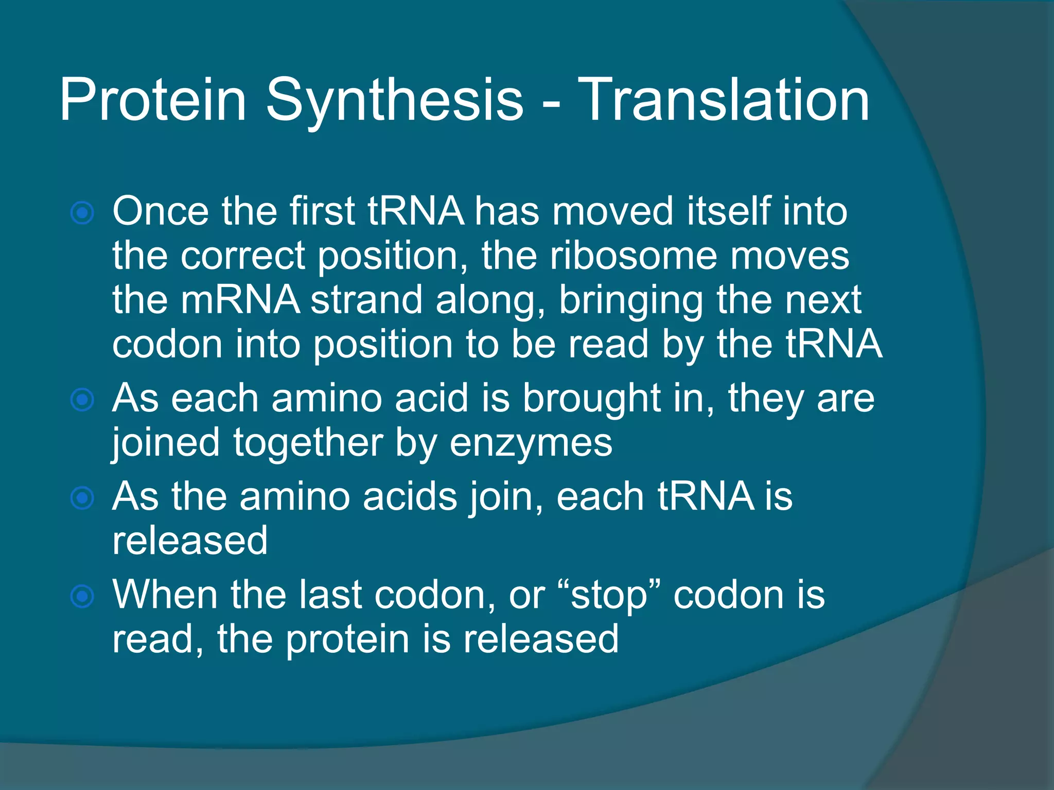 Protein Synthesis - Translation
 Once the first tRNA has moved itself into
the correct position, the ribosome moves
the mRNA strand along, bringing the next
codon into position to be read by the tRNA
 As each amino acid is brought in, they are
joined together by enzymes
 As the amino acids join, each tRNA is
released
 When the last codon, or “stop” codon is
read, the protein is released
 