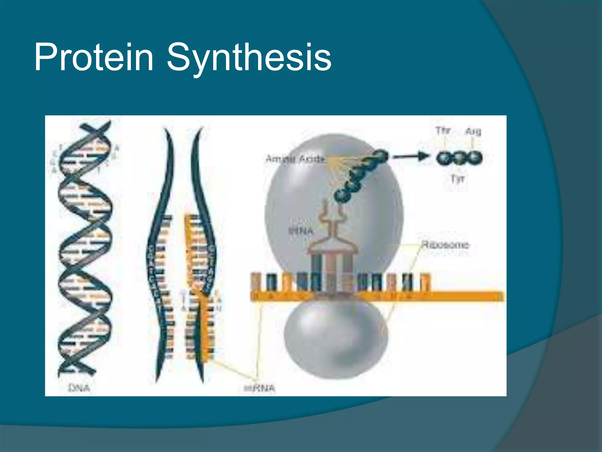 Protein Synthesis
 